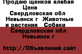Продаю щенков алабая › Цена ­ 5 000 - Свердловская обл., Невьянск г. Животные и растения » Собаки   . Свердловская обл.,Невьянск г.